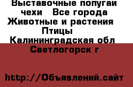 Выставочные попугаи чехи - Все города Животные и растения » Птицы   . Калининградская обл.,Светлогорск г.